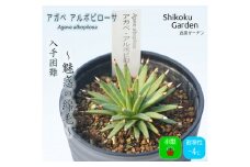 多肉植物 インテリア アガベ アルボピローサ 3.5号黒鉢 四国ガーデン 人気 観葉植物 グリーン リラックス 初心者でも育てやすい 伊予市｜C24