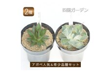 多肉植物 インテリア アガベ プレミアム品種2ポットセット 5号黒鉢 四国ガーデン 人気 観葉植物 グリーン リラックス 初心者でも育てやすい 伊予市｜D08