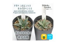 多肉植物 インテリア アガベ ユタエンシス＆ユタエンシス・カイバベンシス 3.5号黒鉢 四国ガーデン 各１ポット 人気 観葉植物 グリーン リラックス 初心者でも育てやすい｜D09