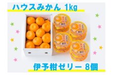 みかん 愛媛 ハウスみかん＆伊予柑ゼリー 【先行予約】 【2024年7月発送】 人気 数量限定 柑橘 伊予市｜B41