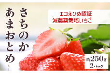 いちご さちのか・あまおとめ食べ比べセット 数量限定 農園直送 愛媛 人気 伊予市 くぼなか農園 ｜B14