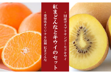みかん 愛媛 サンゴールドキウイと紅まどんなのセット 人気 数量限定 柑橘 伊予市｜B88