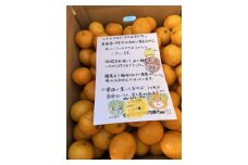 みかん 愛媛 オーガニック完熟早生みかん 10kg 人気 数量限定 柑橘 伊予市｜B91