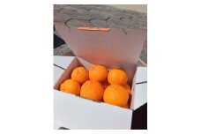 みかん 愛媛 不知火（しらぬい）3kg 人気 数量限定 柑橘 伊予市｜B118