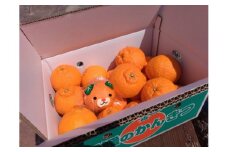 みかん 愛媛 不知火（しらぬい）5kg 人気 数量限定 柑橘 伊予市｜B119