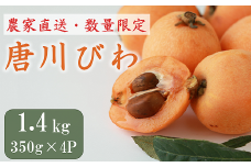 びわ 唐川びわ 約1.4kg（350g×4パック）L〜3Lサイズ｜B126