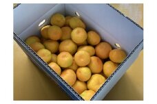 みかん 愛媛 ハウスみかん 5kg 人気 数量限定 柑橘 伊予市｜C37