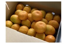みかん 愛媛 ハウスみかん 2.5kg 人気 数量限定 柑橘 伊予市｜B129