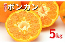 訳あり ポンカン 5kg ご家庭用 みかん 人気 数量限定 先行予約 柑橘 伊予市 【2026年1月中旬以降順次発送】｜B147
