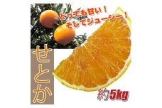 訳あり せとか 5kg ご家庭用 みかん 人気 数量限定 先行予約 愛媛 柑橘 【2026年2月中旬以降順次発送】｜B146