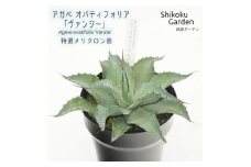 アガベ オバティフォリア「ヴァンジー」 5号黒鉢 四国ガーデン 人気 多肉植物 インテリア 観葉植物 グリーン リラックス 初心者でも育てやすい｜B180
