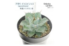 アガベ イシスメンシス 5号黒鉢 【特選メリクロン株】 四国ガーデン 人気 多肉植物 インテリア 観葉植物 グリーン リラックス 初心者でも育てやすい｜B179