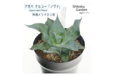 アガベ ケルシー 「ノヴァ」 5号黒鉢 四国ガーデン 人気 多肉植物 インテリア 観葉植物 グリーン リラックス 初心者でも育てやすい｜B181