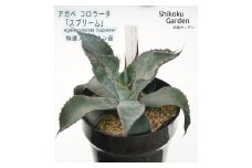 アガベ コロラータ「スプリーム」 5号黒鉢 四国ガーデン 人気 多肉植物 インテリア 観葉植物 グリーン リラックス 初心者でも育てやすい｜B182