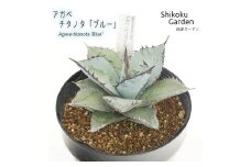 アガベ チタノタ「ブルー」 5号黒鉢 四国ガーデン 人気 多肉植物 インテリア 観葉植物 グリーン リラックス 初心者でも育てやすい｜B183