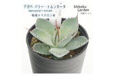 アガベ パリートルンカータ 3.5号黒鉢 【特選メリクロン苗】 四国ガーデン 人気 多肉植物 インテリア 観葉植物 グリーン リラックス 初心者でも育てやすい 伊予市｜B184