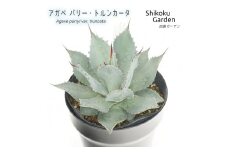 アガベ パリートルンカータ 5号黒鉢 四国ガーデン 人気 多肉植物 インテリア 観葉植物 グリーン リラックス 初心者でも育てやすい 伊予市｜B185