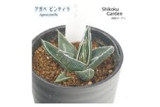 アガベ ピンティラ 3.5号黒鉢 四国ガーデン 人気 多肉植物 インテリア 観葉植物 グリーン リラックス 初心者でも育てやすい 伊予市｜B186