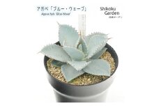 アガベ 「ブルー・ウェーブ」 5号黒鉢 四国ガーデン 人気 多肉植物 インテリア 観葉植物 グリーン リラックス 初心者でも育てやすい｜B187