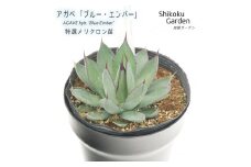 アガベ 「ブルー・エンバー」 5号黒鉢 四国ガーデン 人気 多肉植物 インテリア 観葉植物 グリーン リラックス 初心者でも育てやすい｜B188