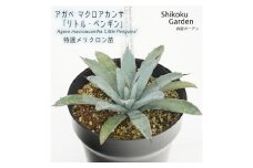 アガベ マクロアカンサ「リトル・ペンギン」 5号黒鉢 四国ガーデン 人気 多肉植物 インテリア 観葉植物 グリーン リラックス 初心者でも育てやすい｜B189