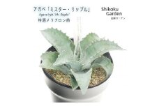 アガベ 「ミスター・リップル」 5号黒鉢 数量限定 四国ガーデン 人気 多肉植物 インテリア 観葉植物 グリーン リラックス 初心者でも育てやすい｜B190