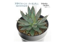 アガベ バーント・バーガンディ錦 5号黒鉢 数量限定 四国ガーデン 人気 多肉植物 インテリア 観葉植物 グリーン リラックス 初心者でも育てやすい｜C47