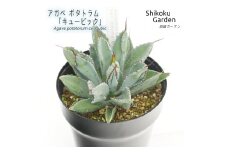 アガベ ポタトラム「キュービック」 5号黒鉢 数量限定 四国ガーデン 人気 多肉植物 インテリア 観葉植物 グリーン リラックス 初心者でも育てやすい｜C45