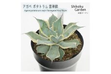 アガベ ポタトラム「雷神錦」 5号黒鉢55 数量限定 四国ガーデン 人気 多肉植物 インテリア 観葉植物 グリーン リラックス 初心者でも育てやすい｜C48