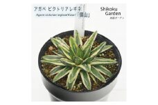 アガベ 笹の雪「輝山」 5号黒鉢 数量限定 四国ガーデン 人気 多肉植物 インテリア 観葉植物 グリーン リラックス 初心者でも育てやすい｜C50
