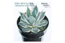 アガベ ポタトラム「鳳凰」 5号黒鉢 数量限定 四国ガーデン 人気 多肉植物 インテリア 観葉植物 グリーン リラックス 初心者でも育てやすい｜D19