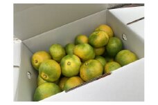 みかん 愛媛 極早生みかん 3kg 人気 数量限定 柑橘 伊予市｜A15