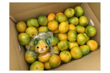 みかん 愛媛 極早生みかん 5kg 人気 数量限定 柑橘 伊予市｜B178