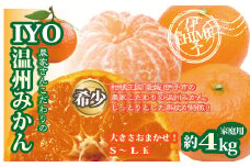 みかん 愛媛 早生みかん 約4kg 人気 数量限定 柑橘 伊予市｜B173