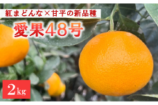 【2025年3月発送予定】愛果48号 2kg L～2Lサイズ 農園直送 みかん 愛媛 人気 数量限定 先行予約 柑橘 伊予市｜B169