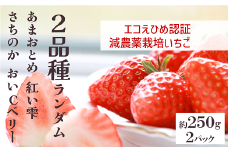 いちご 2パック 農園直送  ランダム 2品種 食べ比べ さちのか おいCベリー あまおとめ 紅い雫 かおり野 数量限定 愛媛 人気 伊予市 くぼなか農園｜B201