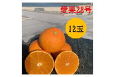 《残りわずか！》愛果28号 12玉 愛媛 みかん 人気 数量限定 柑橘 伊予市｜B211