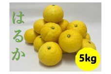 はるか みかん 5kg 愛媛 人気 数量限定 柑橘 伊予市｜B162