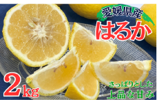 はるか みかん 5kg 愛媛 人気 数量限定 柑橘 伊予市｜B162