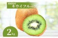 キウイ 2kg 愛媛 国産キウイフルーツ ヘイワード 【2025年11月発送】 数量限定 伊予市｜A20