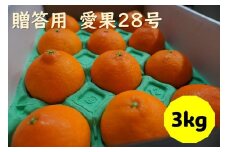 愛果28号 3kg 贈答用 【2024年12月配送】 みかん 愛媛 人気 数量限定 先行予約 柑橘 伊予市｜B219