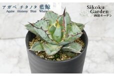 アガベ・チタノタ「藍鯨」 3.5号鉢 四国ガーデン 人気 多肉植物 インテリア 観葉植物 グリーン リラックス｜C78