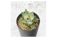 アガベ・チタノタ「熊猫（パンダ）」 3.5号鉢 四国ガーデン 人気 多肉植物 インテリア 観葉植物 グリーン リラックス｜B306
