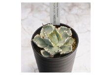 アガベ・カブトガニ錦 3.5号鉢 四国ガーデン 人気 多肉植物 インテリア 観葉植物 グリーン リラックス｜B320