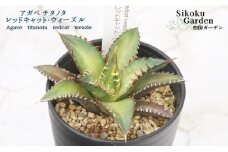 アガベ・チタノタ「レッドキャット・ウィーズル」 3.5号鉢 四国ガーデン 人気 多肉植物 インテリア 観葉植物 グリーン リラックス｜B324