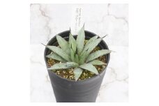 アガベ「ブルー・エンペラー」 4.5号鉢 四国ガーデン 人気 多肉植物 インテリア 観葉植物 グリーン リラックス｜B319