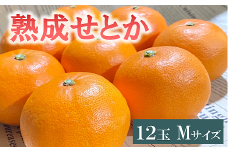 せとか 1.7kg 12玉 みかんのおと みかん 愛媛 先行予約 【2026年4月以降発送】 数量限定 愛媛県産 人気 柑橘 伊予市｜B309