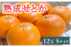 せとか 1.4kg 12玉 みかんのおと みかん 愛媛 先行予約 【2026年4月以降発送】 数量限定 愛媛県産 人気 柑橘 伊予市｜B322