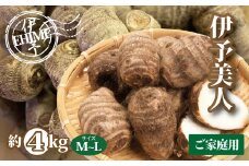 里芋 4kg 伊予美人 さといも サイズ 不揃い ご家庭用 芋 いも 煮付け 芋炊き 芋煮 野菜 数量限定 国産 愛媛｜B357