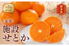 みかん 愛媛 せとか（施設）赤秀 約3kg Ｌ～3Ｌ（15玉～10玉） 人気 数量限定 柑橘 伊予市｜C43